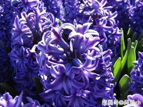 紫罗兰,浪漫与坚韧的象征